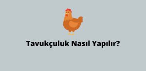 Tavukçuluk Nasıl Yapılır? (Doğru Cevap)