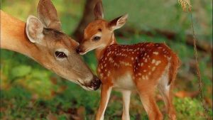 Rüyada ceylan görmek ne anlama gelir? Ceylan görmenin İslami rüya tabiri