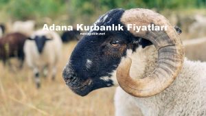 Adana Kurbanlık Fiyatları 2023
