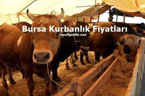 Bursa Kurbanlık Fiyatları 2023