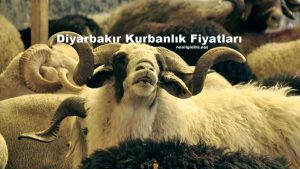 Diyarbakır Kurbanlık Fiyatları 2023