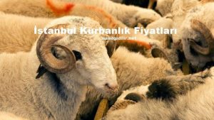 İstanbul Kurbanlık Fiyatları 2023