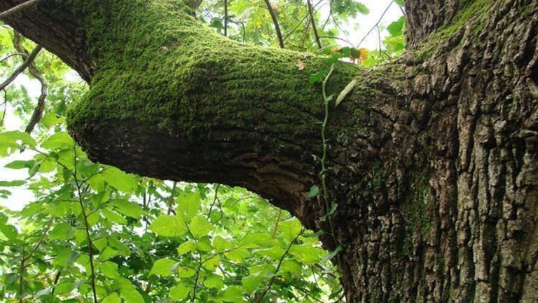 Rüyada abanoz ağacı görmek ne anlama gelir? İslami rüya tabiri