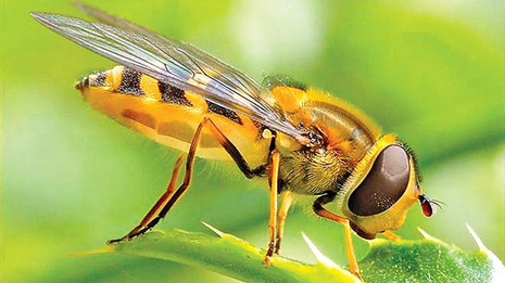 Rüyada eşek arısı görmek ne anlama gelir? Eşek arısı görmenin İslami rüya tabiri